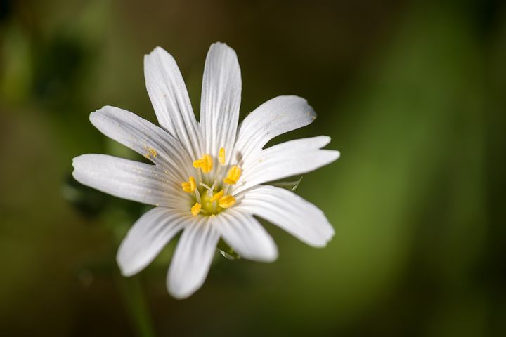Chickweed is a great diuretic and blood purifier.