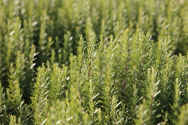 Besides being a pungent and delicious culinary herb, rosemary provides medicinal qualities and enhances memory.