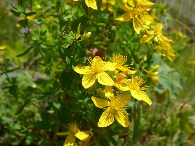 St. John's Wort is a wonderful healing herb that positively affects the emotions.