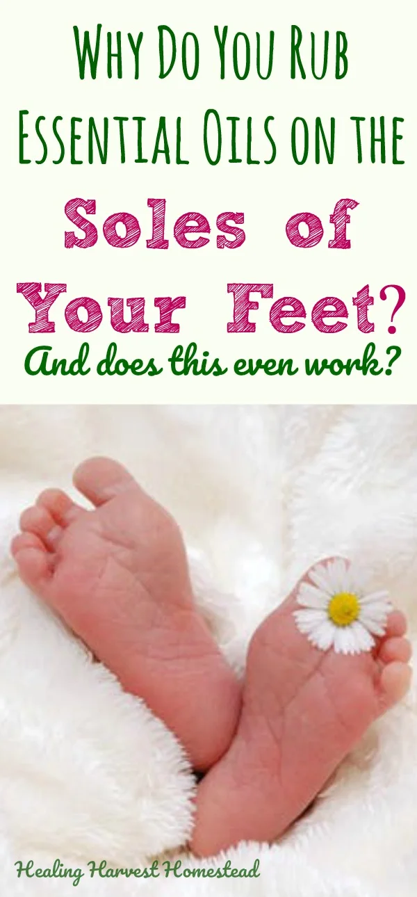 Why do people say to rub essential oils on the bottoms of your feet? Find out why to put essential oils on the soles of your feet---Does this even work? Is this one of the best ways to use essential oil? Find out the reasons why you should rub essential oils on the bottoms of your feet! #essentialoils #essentialoilsonfeet #rubessentialoils #howtouseessentialoils #healingharvesthomestead #usingessentialoils #essentialoilsforkids #forkids #foradults #solesoffeet