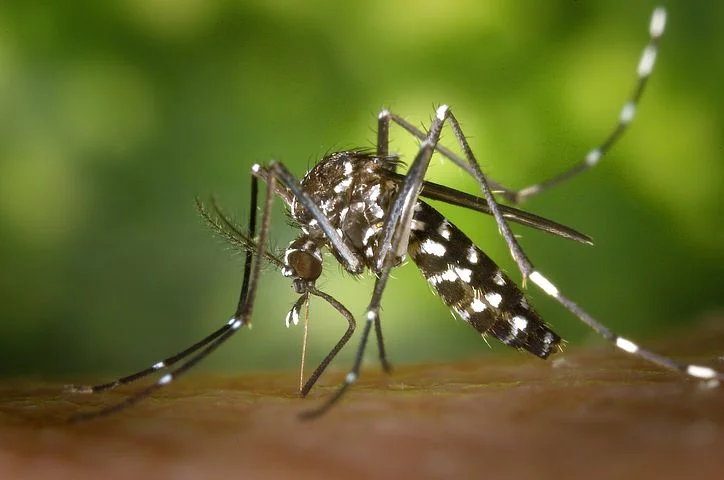 YUCK! Mosquitoes and other annoying insects are no fun. Using rosemary essential oil can help drive them away!