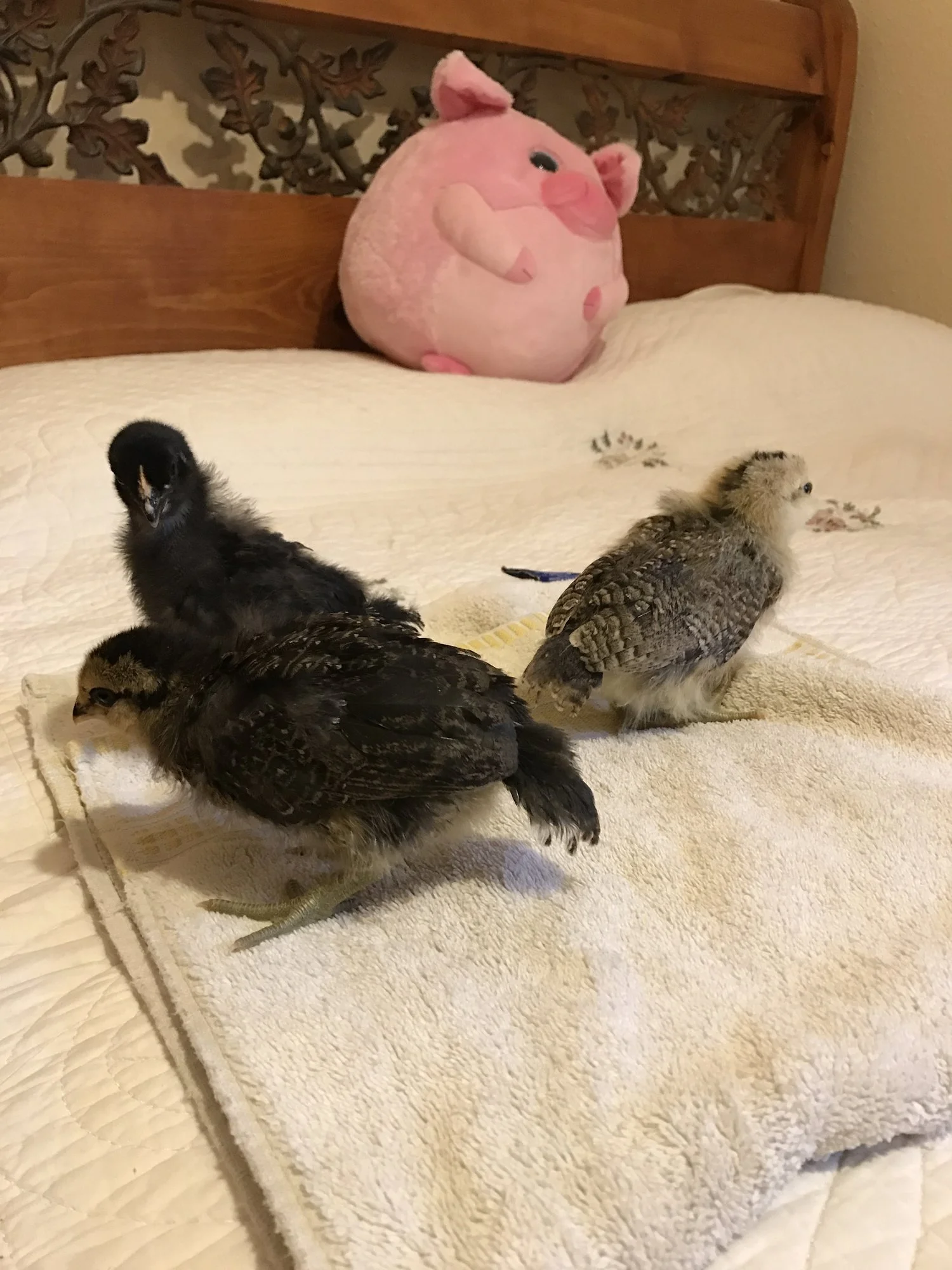 These chicks are starting to get their feathers--- You can see the fluffy down still, but the feathers are coming in! It's almost time to go outside! 