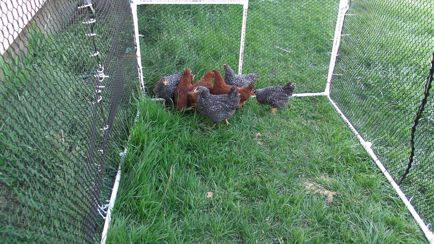 You'll want to give your ladies a good amount of space so they can scratch and live naturally. 