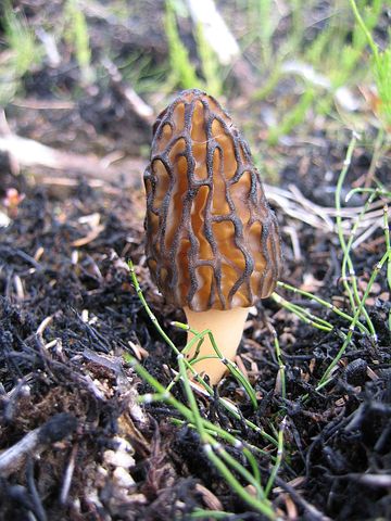 Be on the look out and walk slowly so you don't miss out on the small, low growing medicinal or edible plants around you!