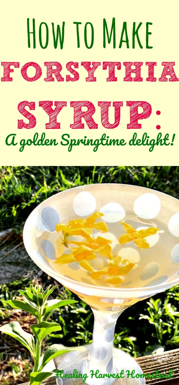 Find out how to make forsythia syrup in three easy steps! Also, what is forsythia, and how is it useful to us? Forsythia is a pretty fascinating plant, it turns out, besides being beautiful. So, here are directions for you to make this simple herbal syrup using forsythia.