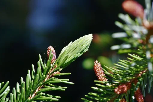 I didn't add Pine essential oil to the list...but I should have. So this is really 21 Best Essential Oils for scenting your handmade soaps! :-) I love Pine because it is clean, fresh, and men just love it. The only thing is it is a lighter scent, and you'll need to ground it with something stronger that also won't overpower it. I like using Patchouli.