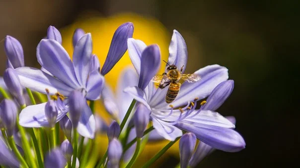Bees gather pollen and nectar from flowers, and these are the raw ingredients for the honey they make.