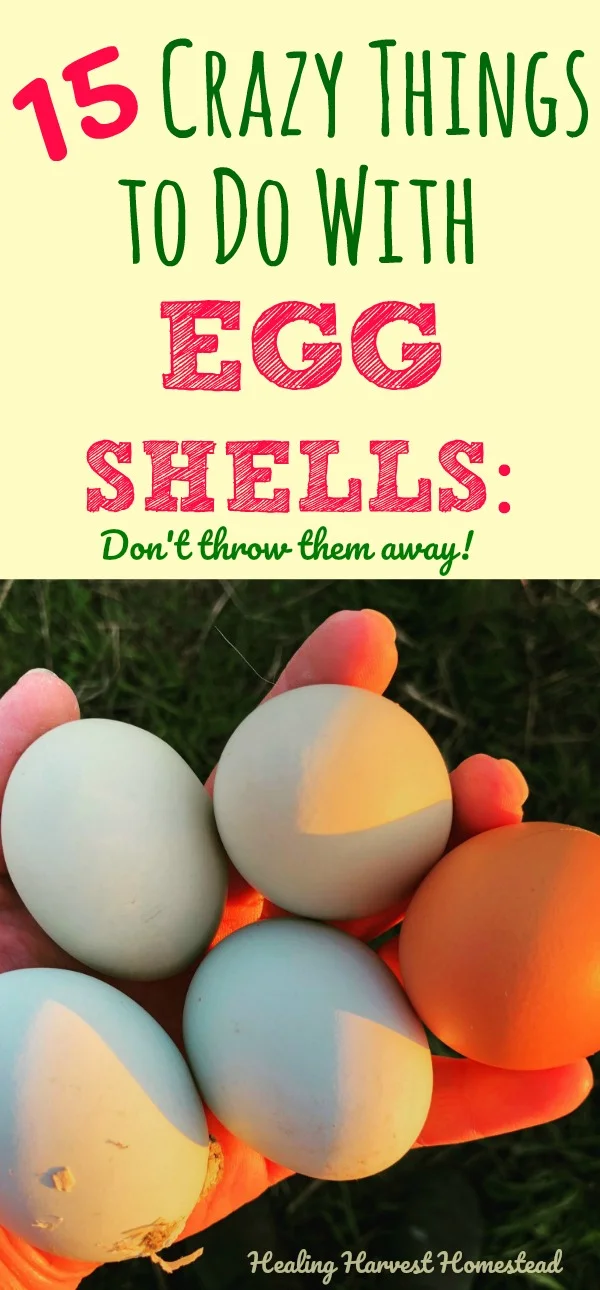 Do you see your eggshells as trash? Turns out, there are many wonderful ways to use eggshells around your home & garden? Find out 15 ways to use eggshells that will turn this trash item into something useful every day. You can go zero waste with your eggshells too! How to use eggshells as a calcium supplement, how to use eggshells to make sidewalk chalk, and LOTS more! #eggshells #waystouse #extraeggshells #diy #uses #frugal #zerowaste #healingharvesthomestead #zerowaste