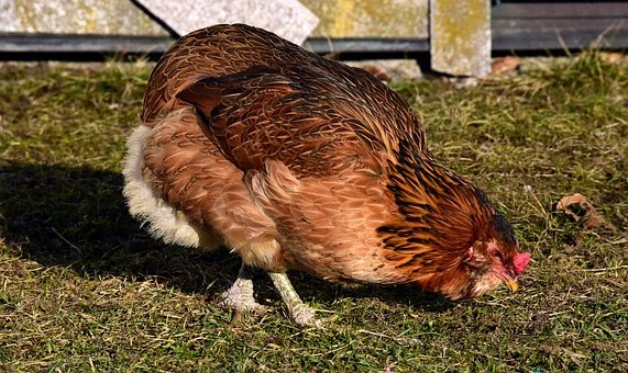 Here's how a pastured healthy chicken is supposed to look. NOT caged in a windowless room in a cage with no real floor, breathing poop dust. Chickens' natural behavior is to free range.