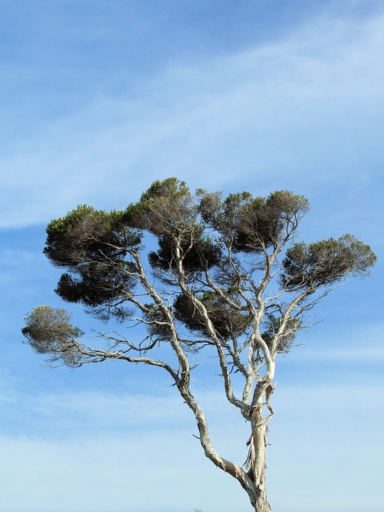Don't you love that an essential oil from a beautiful tree can help us in so many ways? Now, just be sure you are buying it from a sustainable source.