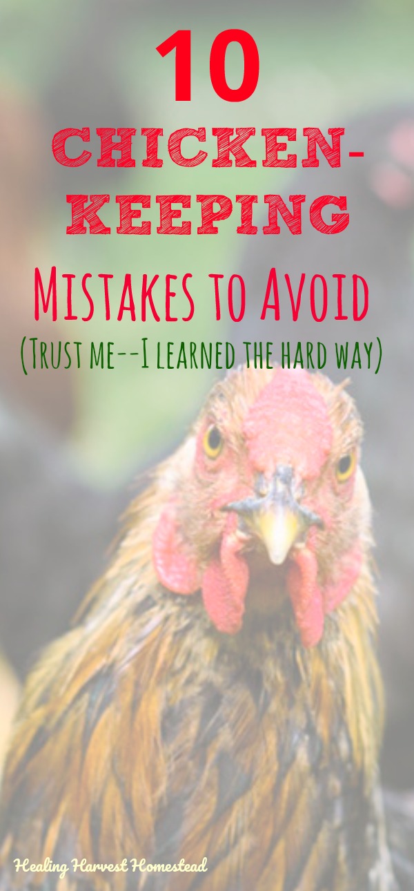 Here are the How Not To's of Chicken Keeping. Are you thinking about raising chickens? Or maybe you already have your hens, but things just aren't what you thought they'd be? Well, here are the most common mistakes people make with their chickens. Learn from my chicken experiences, and don't make these common mistakes! Pasty butt, predators, space issues, and lots more! #chickens #chickenraising #raisingchickens #chickenmistakes #howtoraisechickens