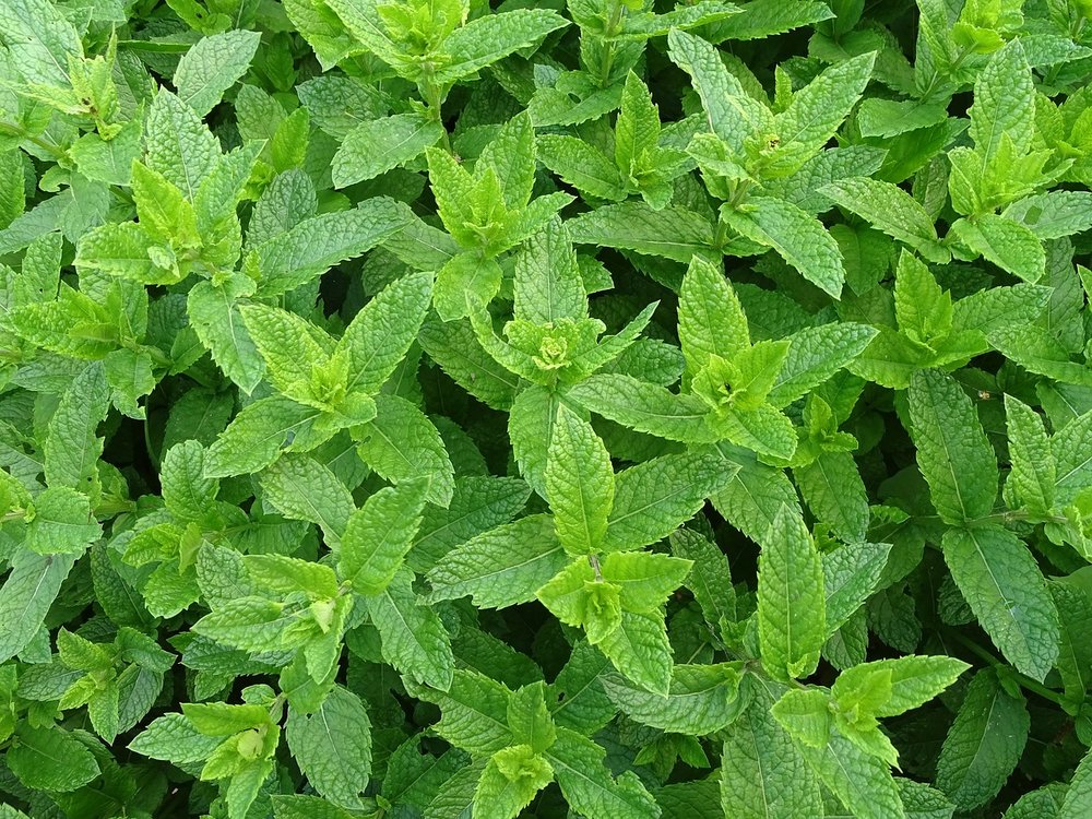 Places where wild peppermint and spearmint grow are naturally free(er) of mosquitoes than places where it doesn't grow. Peppermint is a perfect essential oil to add to your homemade bug spray!