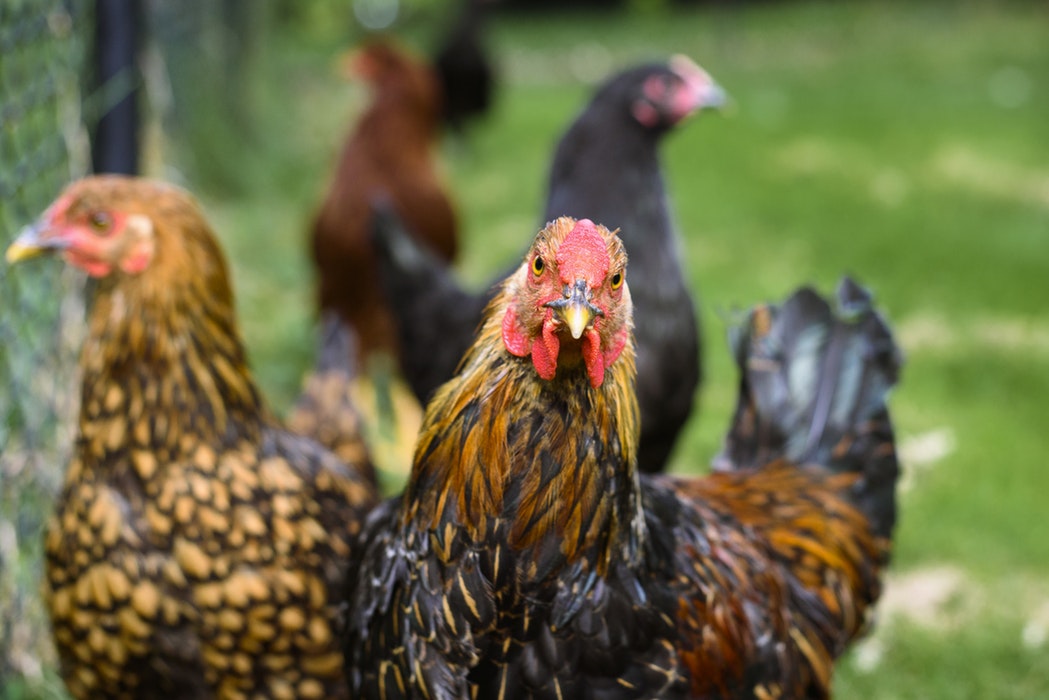 I love the ladies! Chickens are fun to watch. They have a social order, just like people do. ;-)