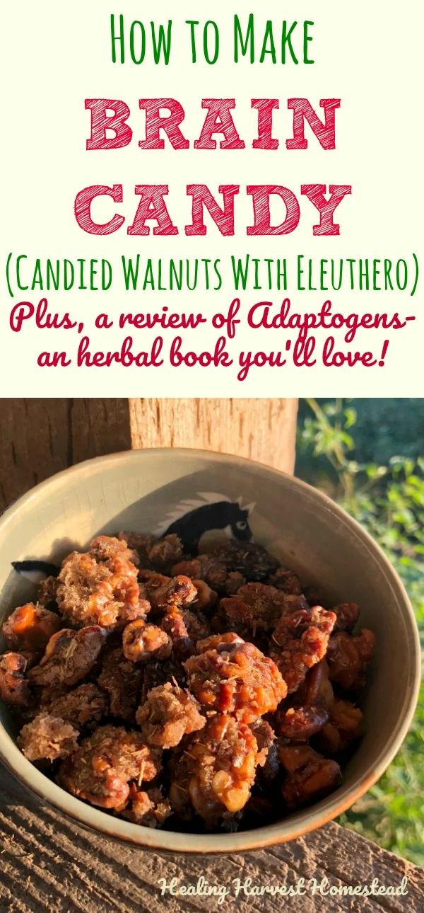 I am seriously addicted to this candy that improves your brain power! This recipe is for candied walnuts, but with an herbal twist! The cinnamon and eleuthero make this a healthy treat for your body, mind, and stress levels. Yes! Find out how to make healthy, easy candied walnuts with adaptogens and decrease your cortisol levels. #adaptogen #herbalism #herbal #herbaltreat #braincandy #healthysnack #healthytreat #easy #recipe #candyrecipe #healthycandy #kidsnack #brainsnack #adaptogen