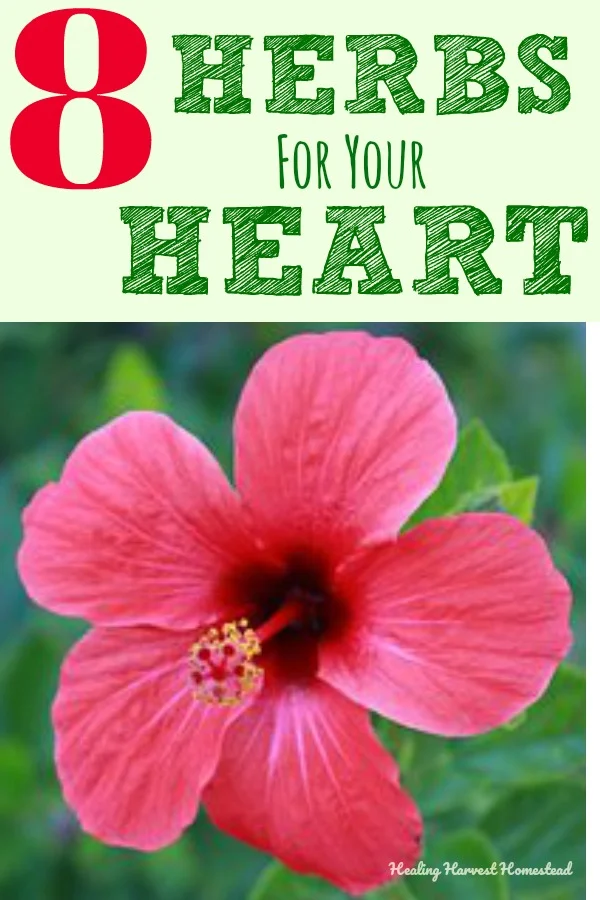 After some recent heart issues, I began a serious herbal heart tonic regimen. Here are eight powerful herbs you can use to support your own heart health. It's possible to have a healthy heart at any age, and using herbs and plant medicine can help you on this journey. Here are the herbs I use and how I use them to support my circulatory system. #heart #hearthealth #herbal #herbsforheart #herbs #benefitsofherbs #healthyheart #plantmedicine #herbalism