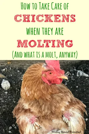 HELP! My Chickens are Going Bald! (What to Do to Help Your Hens Get