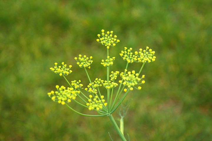 Gorgeous fennel---an excellent anti-spasmodic soothing herb.