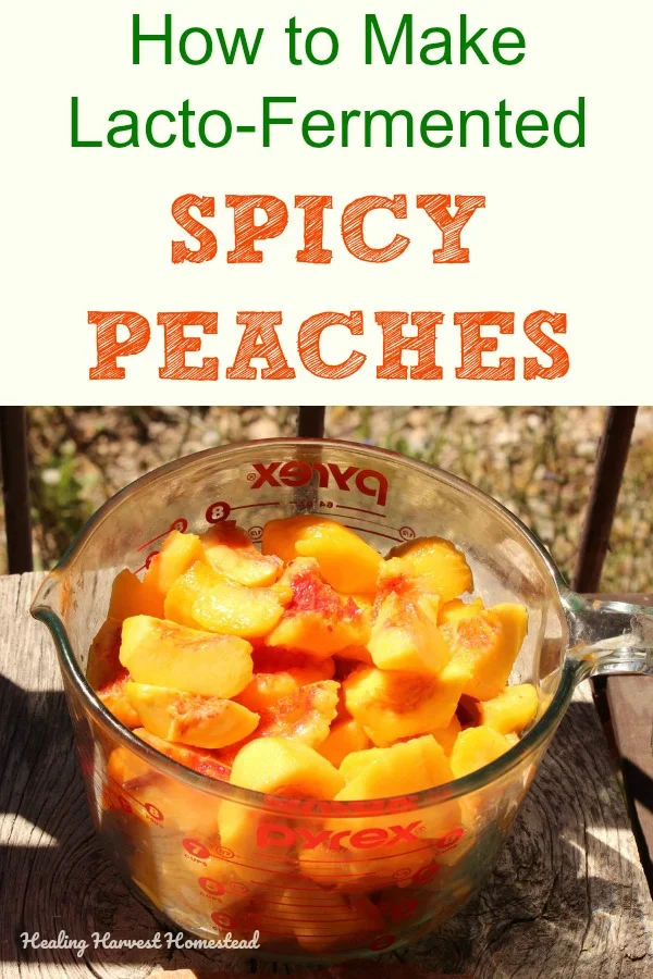 Are you wondering what to do with ALL those peaches if you have too many this late summer? Well, how about trying out fermentation! Here are directions for making delicious spicy fermented peaches. The recipe is easy and healthy, and you'll be able to keep these for some weeks. #ferment #peaches #fermented #spicy #healthy #easy #recipe #healthyrecipe #easyrecipe #peachrecipe #healingharvesthomestead