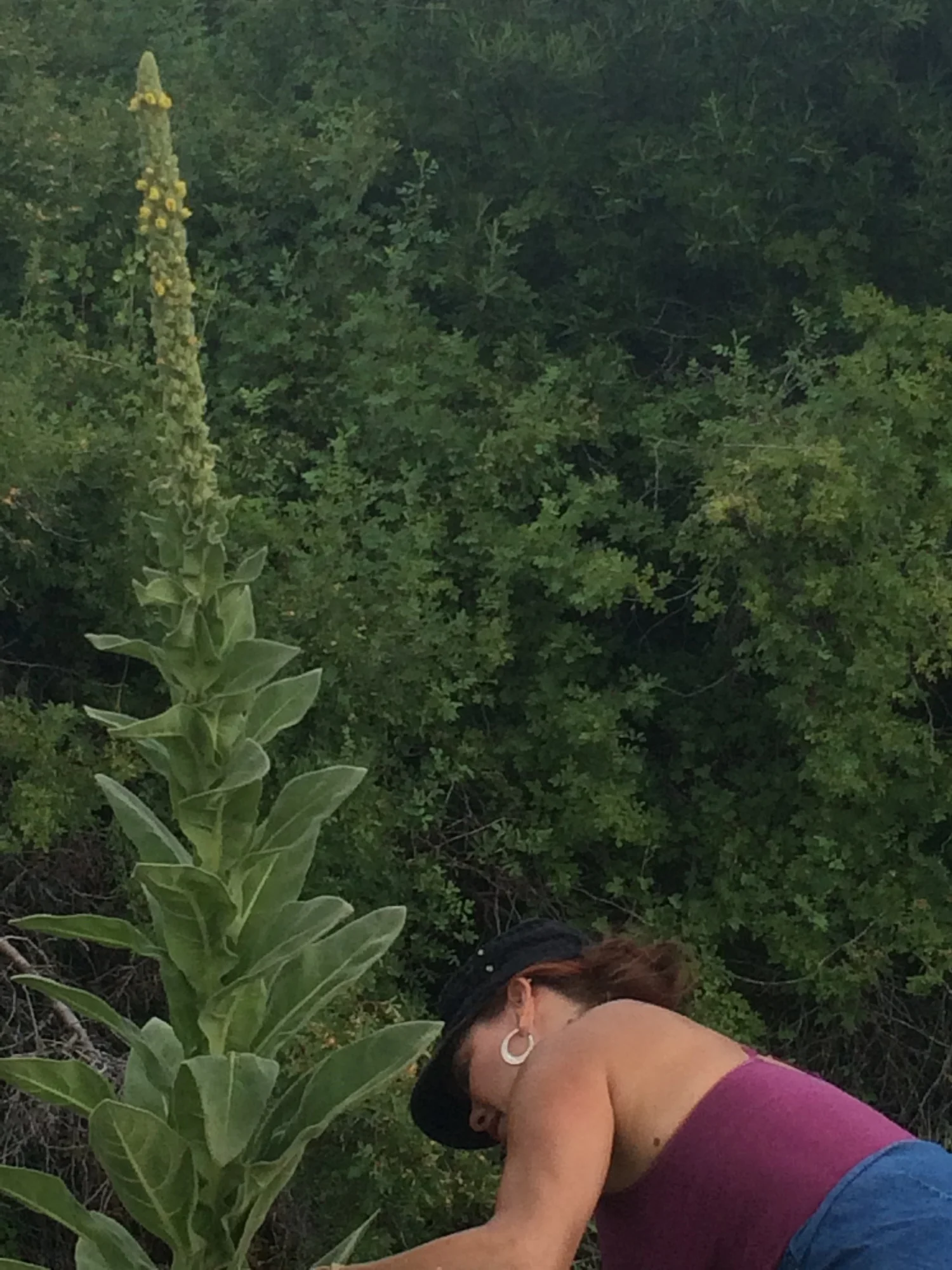 Here, I’m harvesting some mullein from a nearby stream bed. But you can purchase dried mullein in bulk from Starwest Botanicals (plus all your other herbal and culinary spice needs) if you don’t want to go out and find your own.