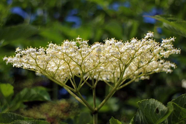 Elder flowers: These wonderful flowers need to be picked in the Spring. Or you can order them online!