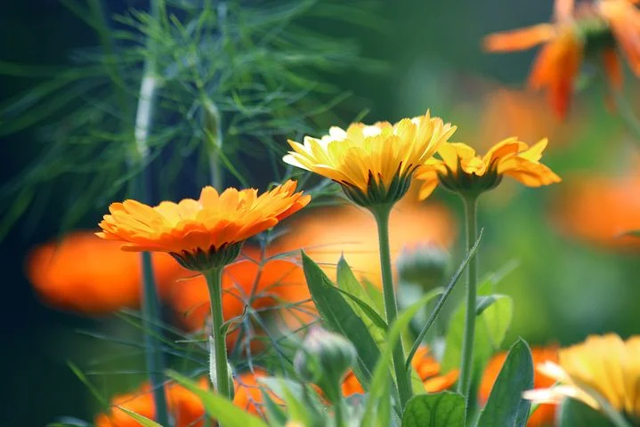 Calendula are incredibly useful for cooking and making remedies. Plus, they are beautiful!