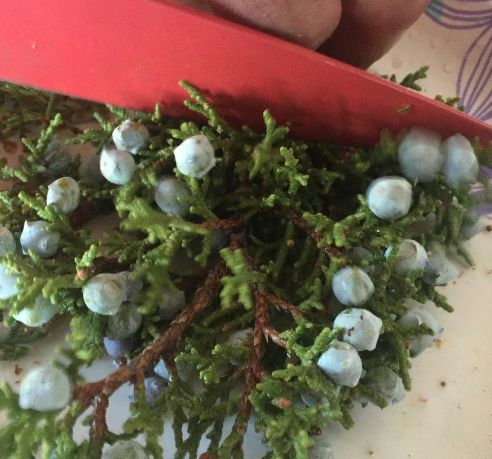 Here Mr. V. is cutting up the herbs we foraged in our high desert. You probably recognize this plant---Juniper! Juniper has some excellent antibacterial qualities and can help heal infections. It tastes great too!