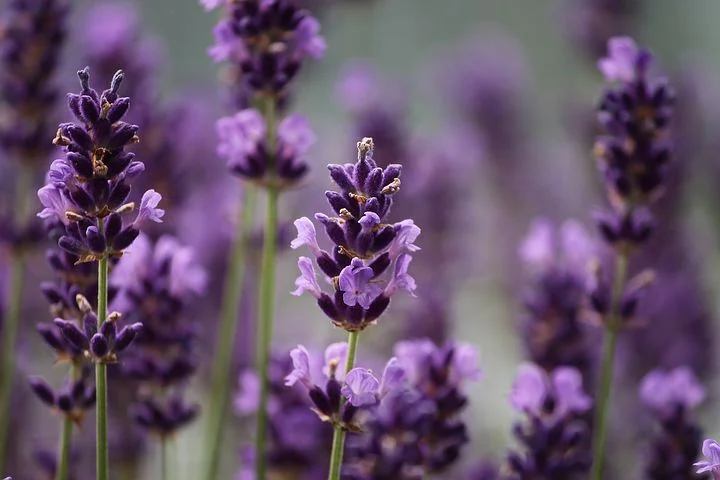 Lavender can often be found in farmer’s markets and local growers often sell it too.