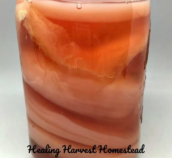 SCOBY’s are pretty interesting living colonies!