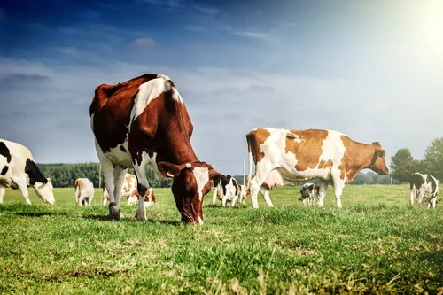 THIS is how cows should be raised for clean, healthy meat. On pasture and/or fodder and/or grass hay.