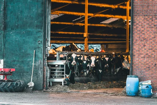 Overcrowded conditions is just one of the problems in most CAFO’s.