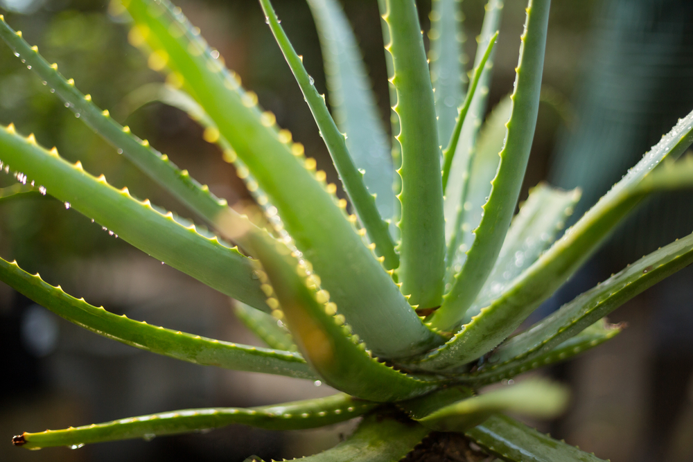 How To Make Your Own Aloe Vera Gel And 8 Ways To Use It Plus