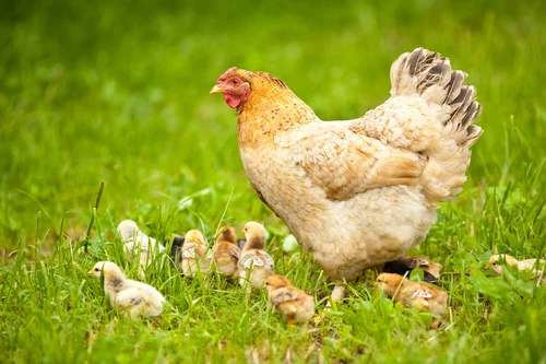 Many homesteaders keep chickens, some in the backyard! Chickens provide fresh eggs that are not tainted by the stress hormones or issues of factory farmed chickens. (Read Don’t Eat That Meat! )