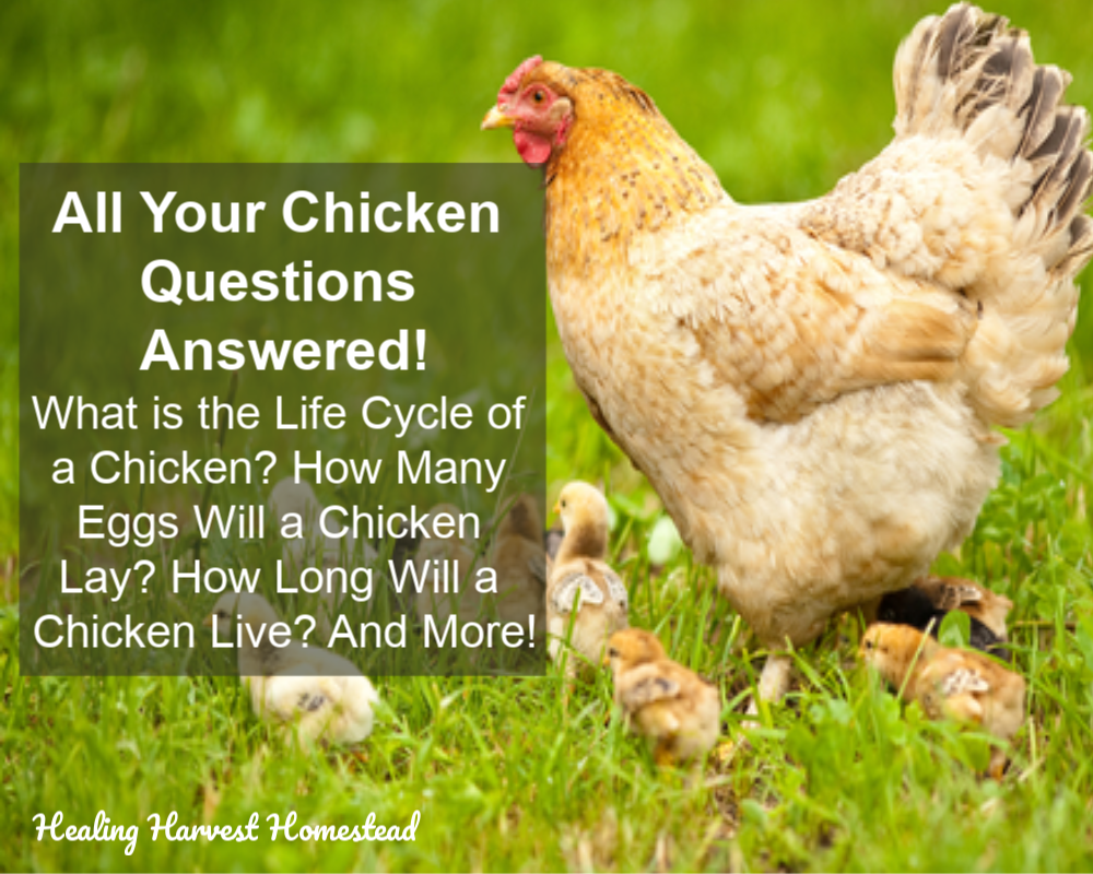 How Long Will a Chicken Live, How Soon Will a Chicken Lay Eggs, and Other Chicken FAQ's