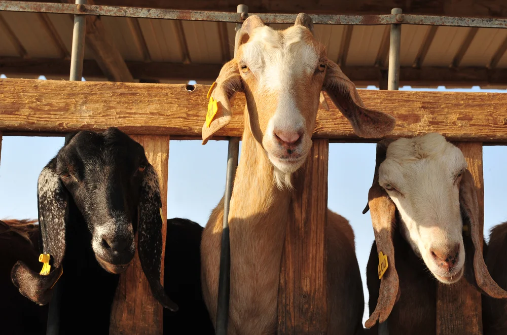 Raising goats for milk & meat is a way to be self-reliant, and you don’t need that much space, either.