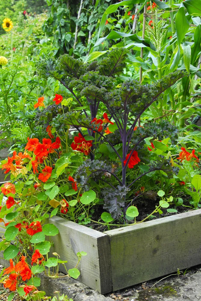 Instead of leaving home to work every day, I garden a lot and write about it!