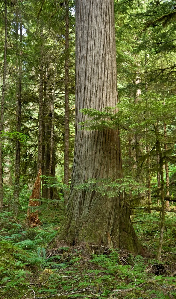 Pic W. Cedar.jpg