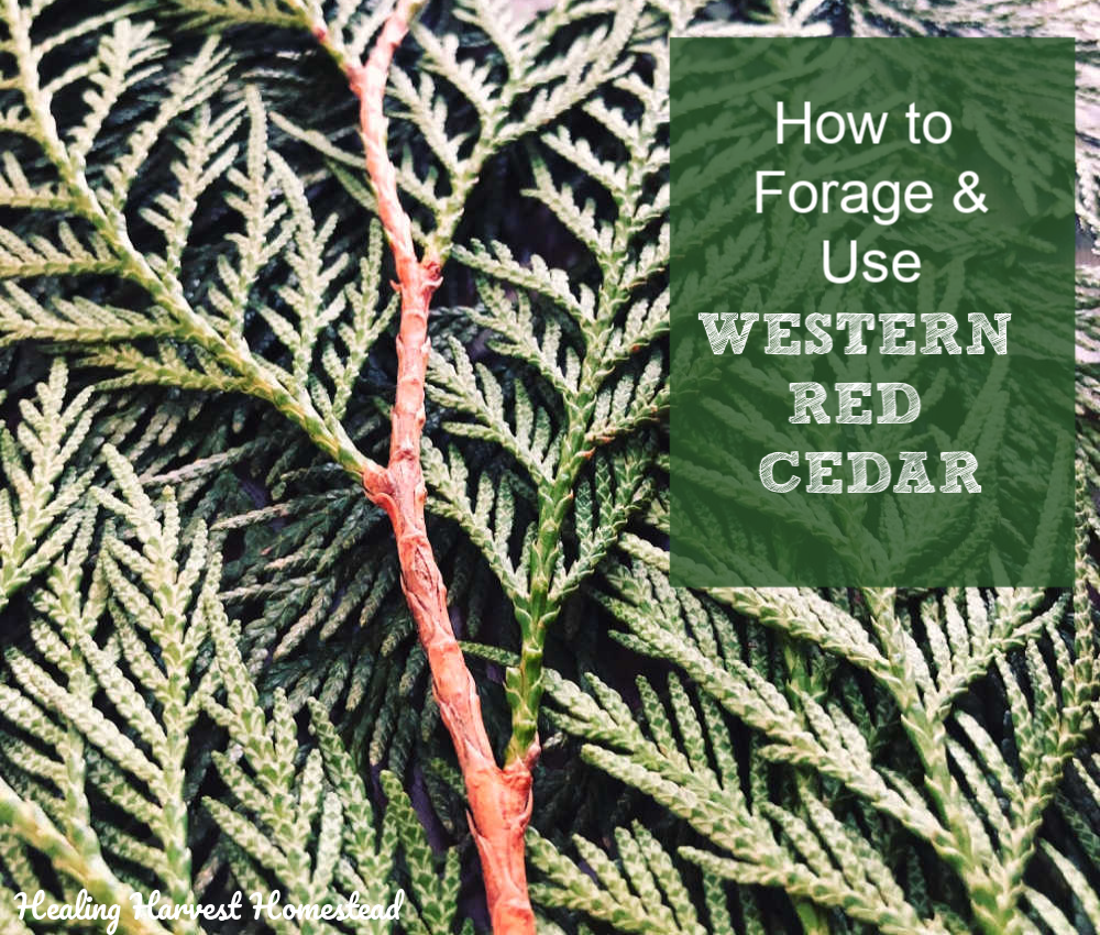 Foraging Western Red Cedar, and Its Benefits &amp; Uses