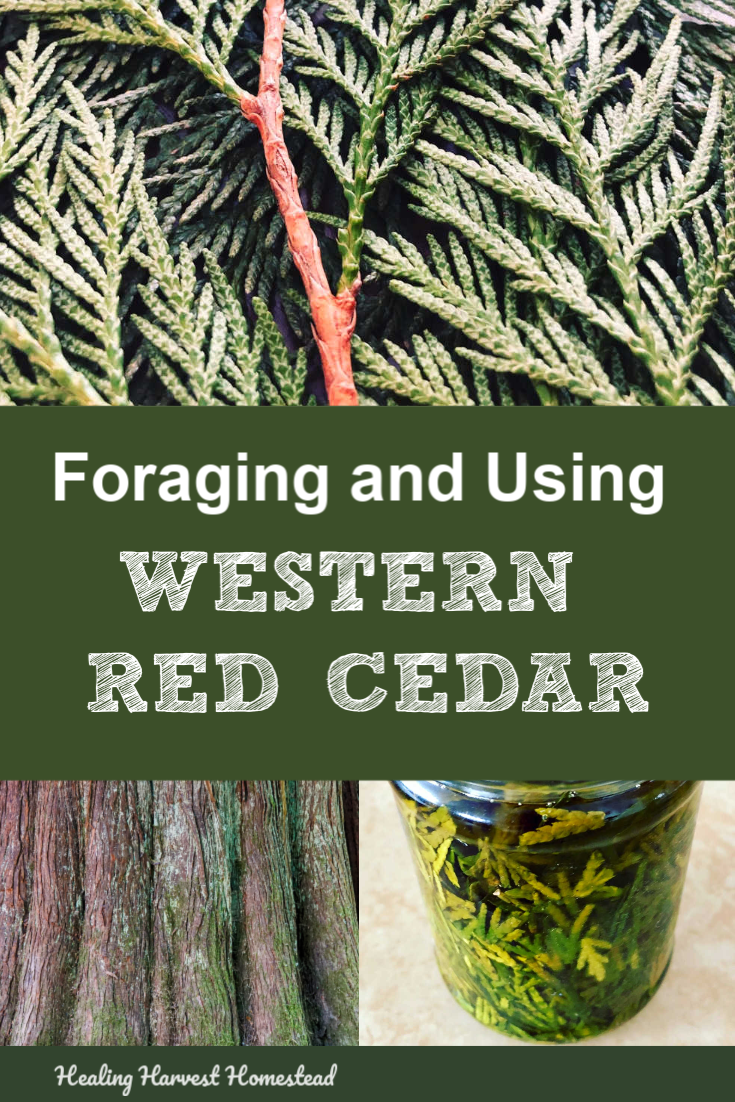 Find out how to forage and use western red cedar (Thuja plicata) for its medicinal uses. This beautiful forest giant tree has so many great uses, and you can find out how to use the leaves, bark, and more! #forage #medicinal #plantmedicine #western #red #cedar #tree #foraging #healingharvesthomestead