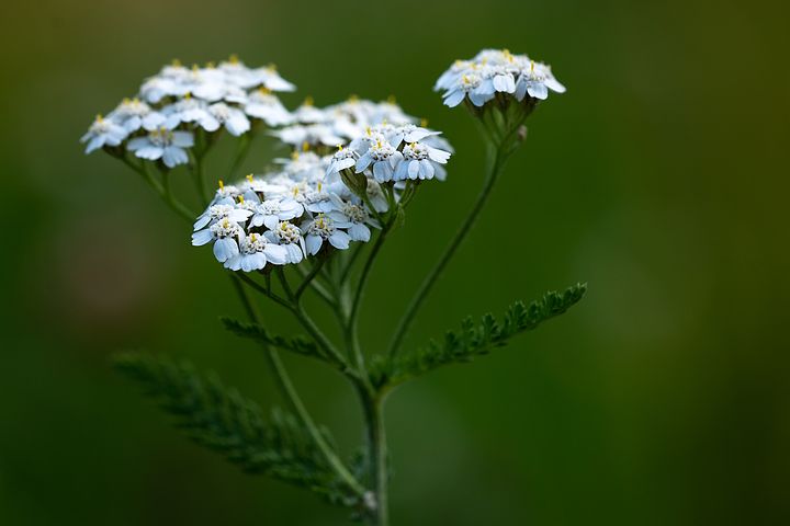 Yarrow is one of the best known plants for making poultices from. It was nicknamed the “Battlefield Flower” during Civil War times, as it was so useful for stopping bleeding from wounds.