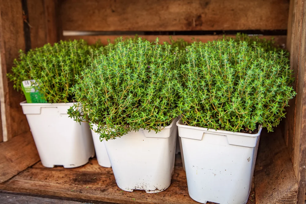 Pic Thyme in pots.jpg