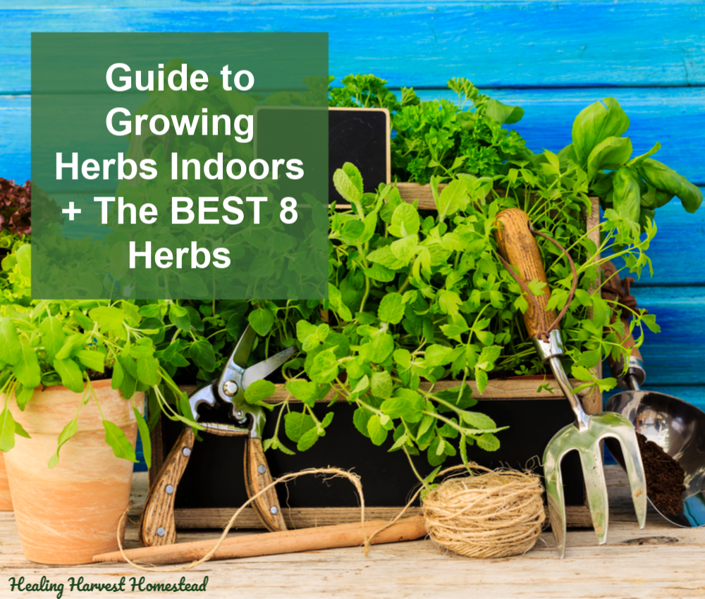 The Ultimate Guide to Growing Herbs Indoors All Year Long (Plus Eight Herbs to Get You Started)
