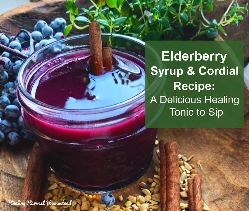 How to Make Delicious Elderberry &amp; Echinacea Syrup and Cordial: A Healing Tonic Liqueur to Sip &amp; Relax With