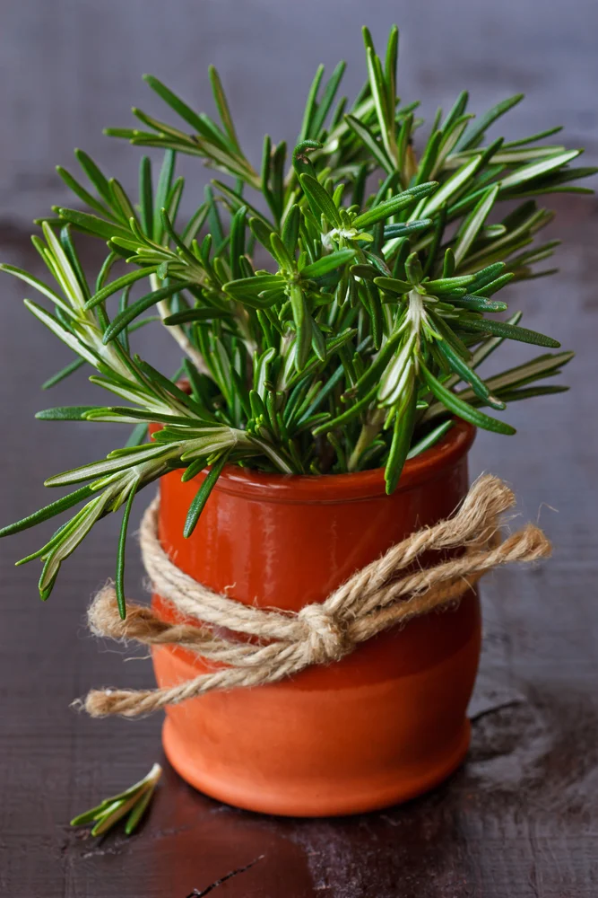 You can grow rosemary indoors , too!