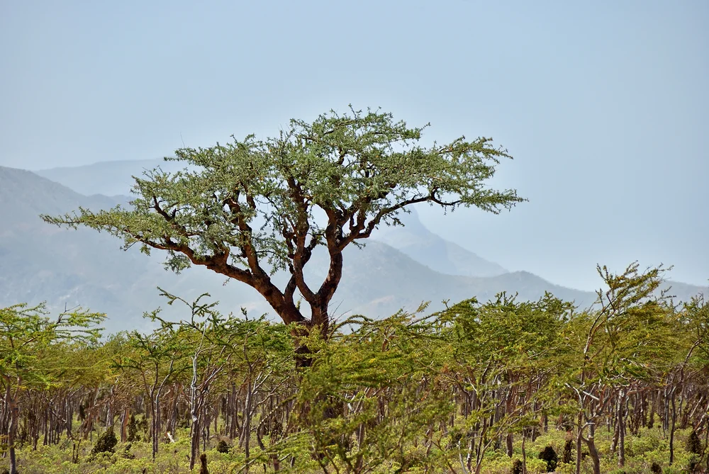 The Boswellia tree is where frankincense comes from. There are different species as well as different grades of tears.