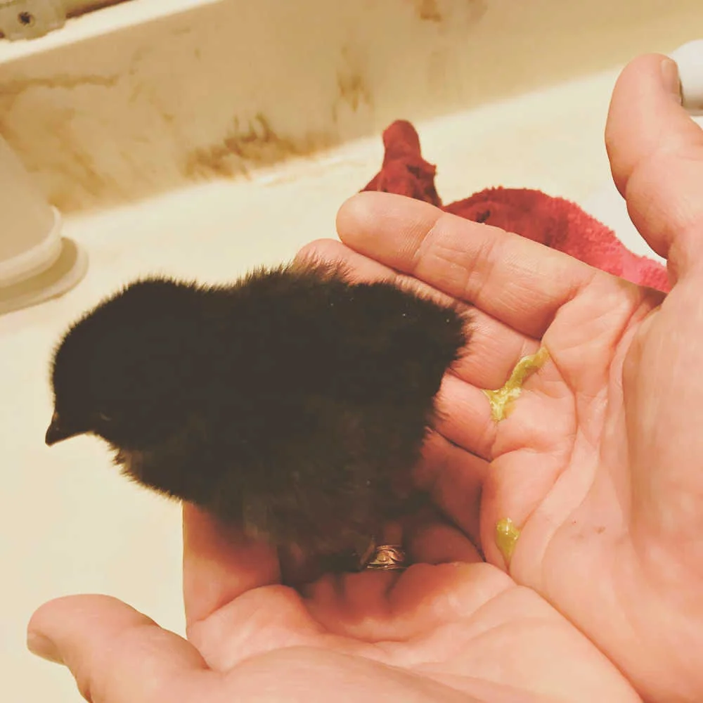 This little gal was really clogged up, but I was hoping I caught pasty butt in time. Once I was able to completely remove the clog from her vent, the poop just poured!