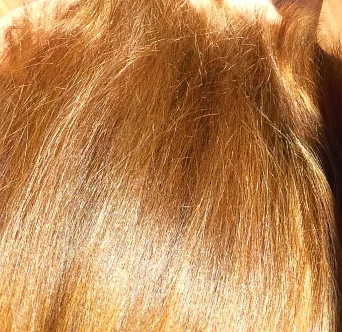 Another view of the finished hair. When the sun is not shining on it, it's actually a little darker, but it seriously is shiny and conditioned!