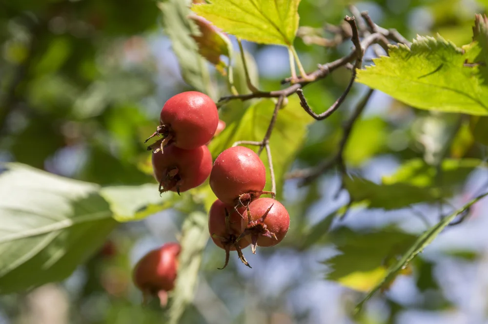 Hawthorn Berries are one of the most useful herbs for supporting your heart health.