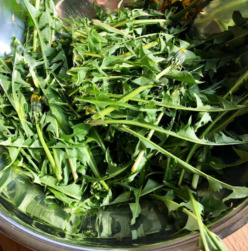 Several hand fulls of dandelion leaves.