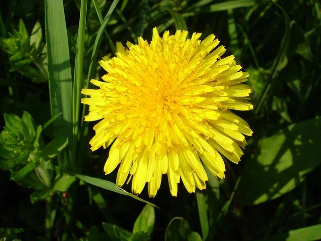 The root of the Dandelion ( Taraxacum officinale ) is a powerful hepatic herb.