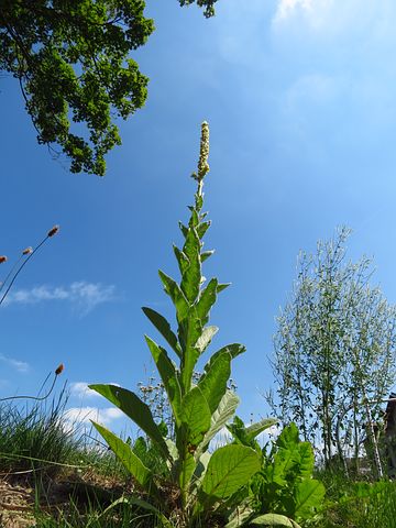 Mullein ( Verbascum thapsis ) is a fabulous pectoral and overall support for the respiratory system. The leaves also make wonderful poultices.